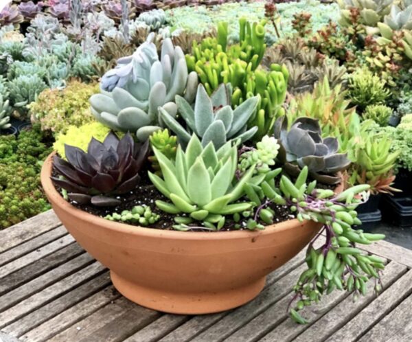 12" Succulent Bowl (6 succulents)